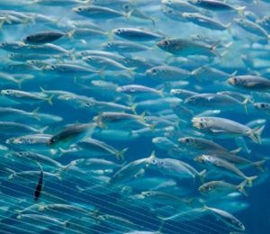 fisheries fisheries