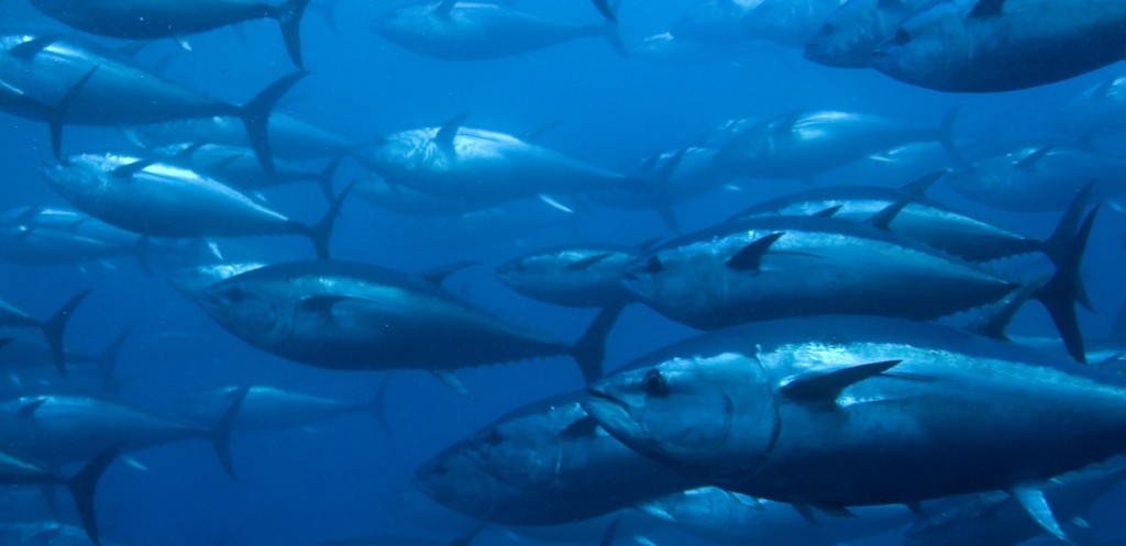 protect marine resources