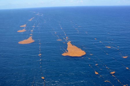 Tracking Of Sargassum By Cls Cls Maritime Intelligence